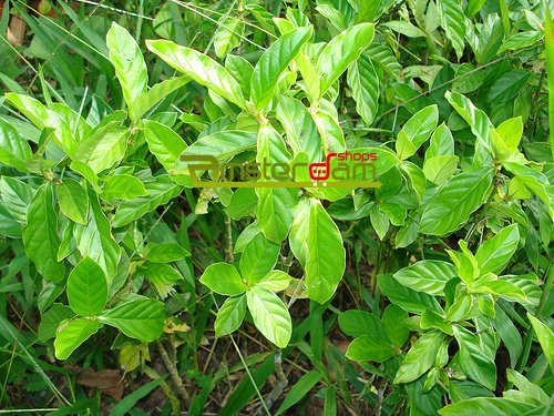 Psychotria viridis Ayahuasca Kit 1